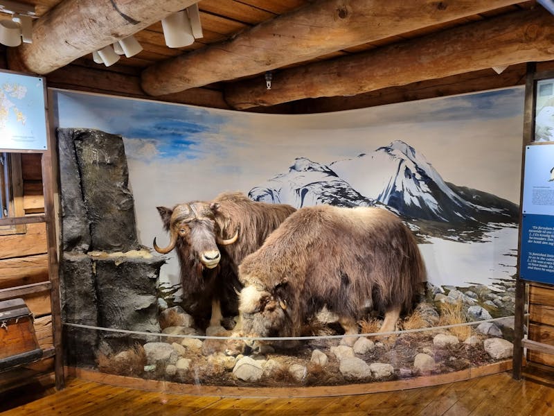 Tromsø - Polarmuseum  - ©Katrin Deutschbein (Eberhardt TRAVEL)