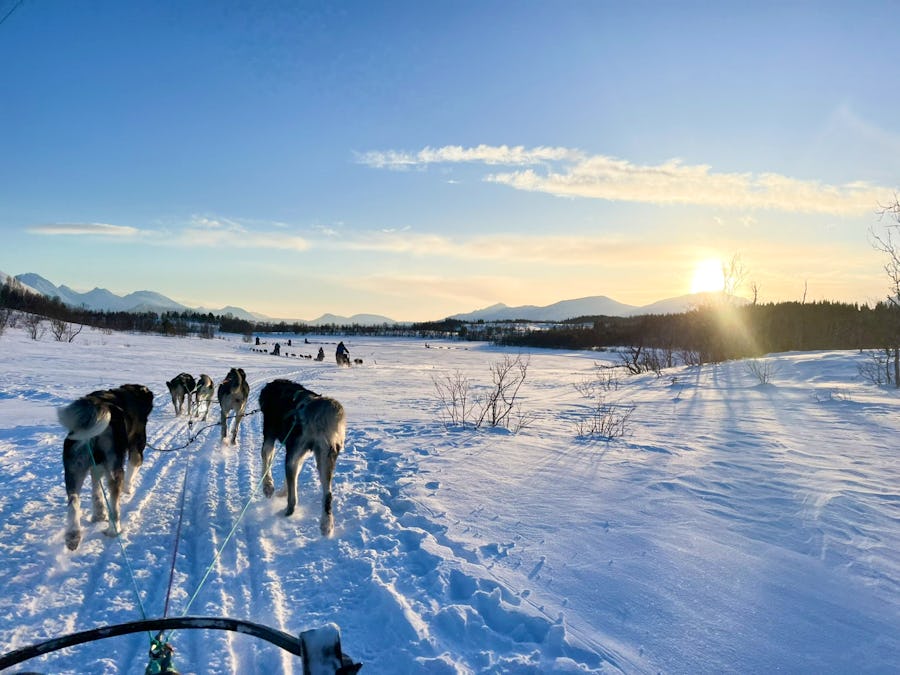 Husky-Hundeschlittenfahrt auf Kvaløya – © Madlena Voigt - Eberhardt TRAVEL