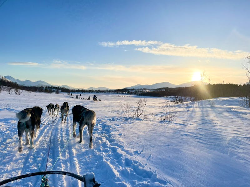 Husky-Hundeschlittenfahrt auf Kvaløya - ©Madlena Voigt - Eberhardt TRAVEL