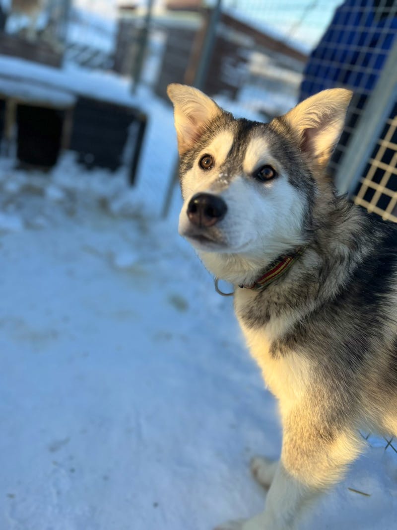 Husky-Camp auf Kvaløya - ©Madlena Voigt - Eberhardt TRAVEL