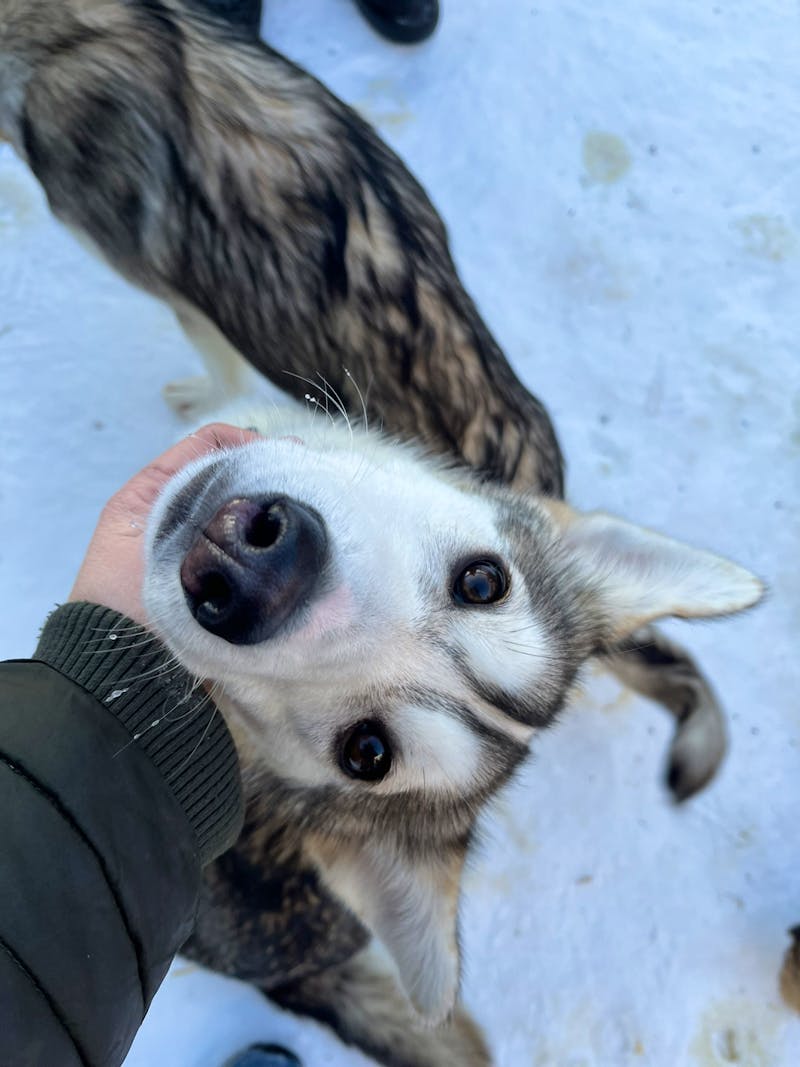 Husky-Camp auf Kvaløya - ©Madlena Voigt - Eberhardt TRAVEL