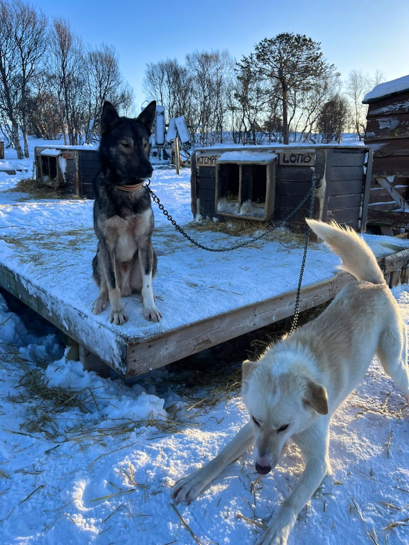 Husky-Camp auf Kvaløya - ©Madlena Voigt - Eberhardt TRAVEL