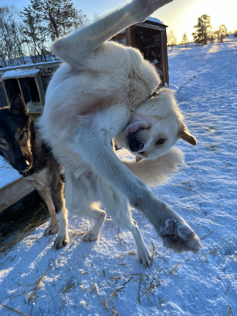 Husky-Camp auf Kvaløya - ©Madlena Voigt - Eberhardt TRAVEL