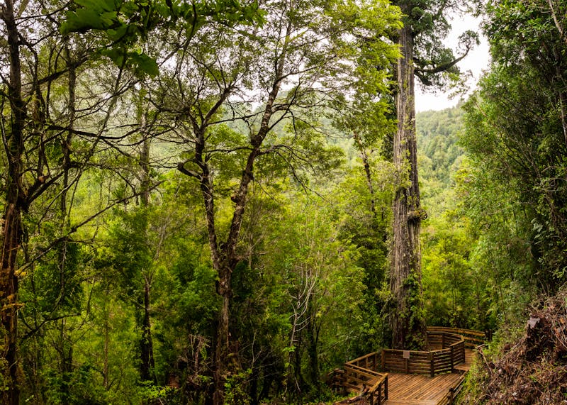 Patagonische Zypresse im Alerce Andino Nationalpark - ©RafaelAnRios - Adobe Stock