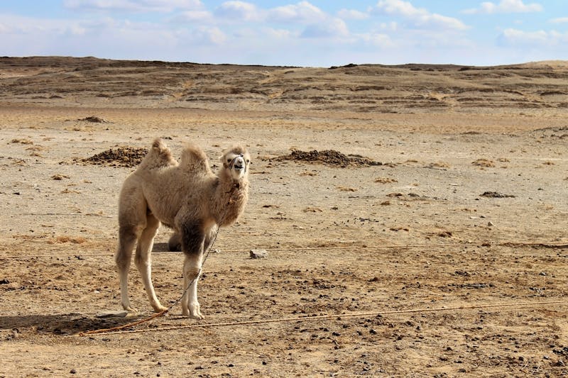 Aimag-Gobi - Kamel in der mongolischen Steppe - ©Ovnigraphic - Adobe Stock