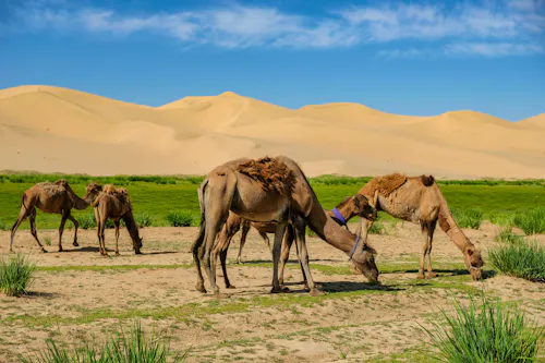 Chongor Sanddüne in der Wüste Gobi -  Kamele &ndash; &copy; Oscar Espinosa - stock.adobe.com