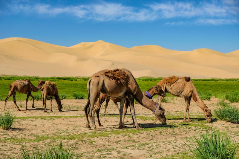 Chongor Sanddüne in der Wüste Gobi -  Kamele - ©Oscar Espinosa - stock.adobe.com
