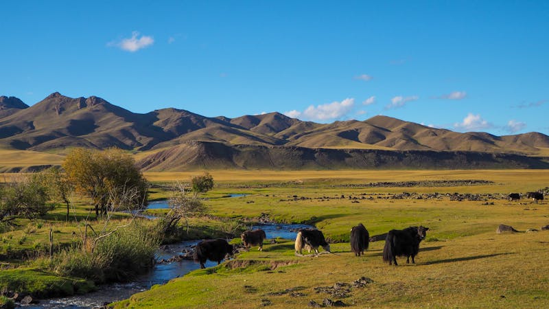 Yaks im Orkhon-Flusstal in der Wüste Gobi - ©Rachel - stock.adobe.com