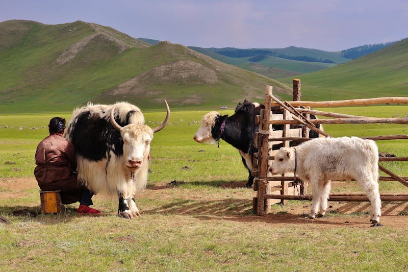  Yaks im Orkhon-Flusstal in der Wüste Gobi - ©Mathilde - stock.adobe.com