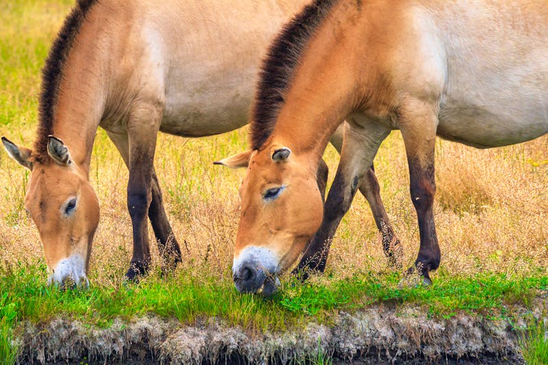 Przewalski-Pferde im Hustai-Nationalpark in der mongolischen Steppe - ©rustamank - stock.adobe.com