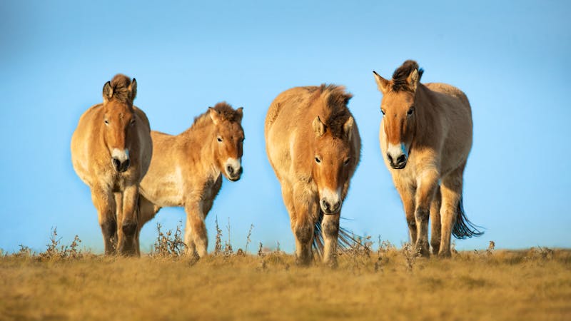 Przewalski-Pferde im Hustai-Nationalpark in der mongolischen Steppe - ©Simon Vasut - stock.adobe.com