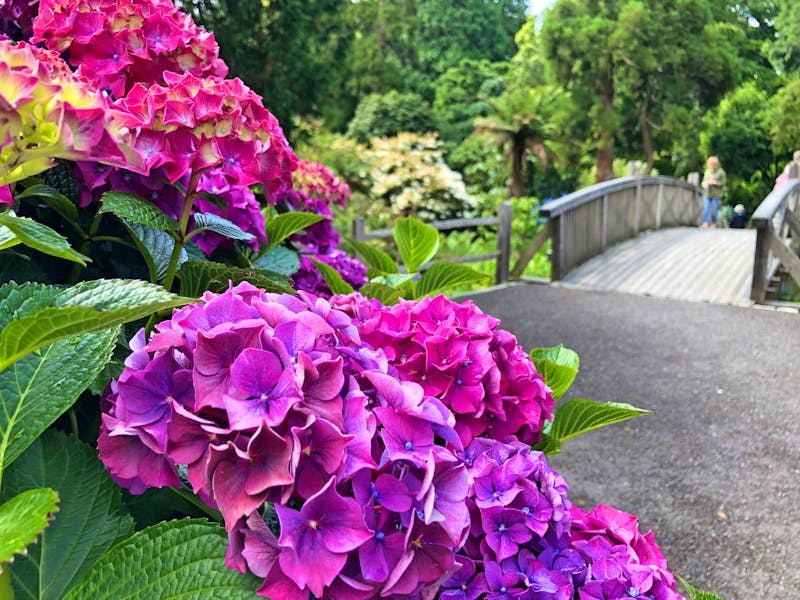 Hortensien im Trelissick Garden - ©Sabine C. Seifert - Eberhardt TRAVEL