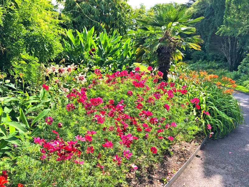 Blumenpracht im Trelissick Garden - ©Sabine C. Seifert - Eberhardt TRAVEL