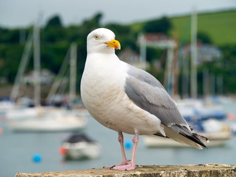 Möwe am Hafen von Falmouth - Cornwall - ©Sharpshot - stock.adobe.com