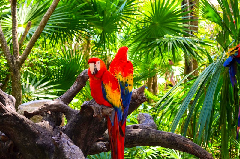 Papageien an der Lagune von Xel-Ha in Mexiko - ©kandace - stock.adobe.com