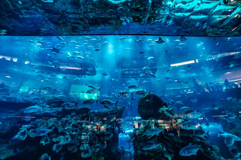 Aquarium in der Dubai Mall in Dubai, Vereinigte Arabische Emirate - ©Руслан Секачев - stock.adobe.com