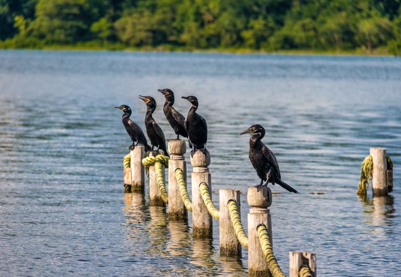 Kormorane am Peten-Itza-See in Guatemala - ©diegograndi - stock.adobe.com