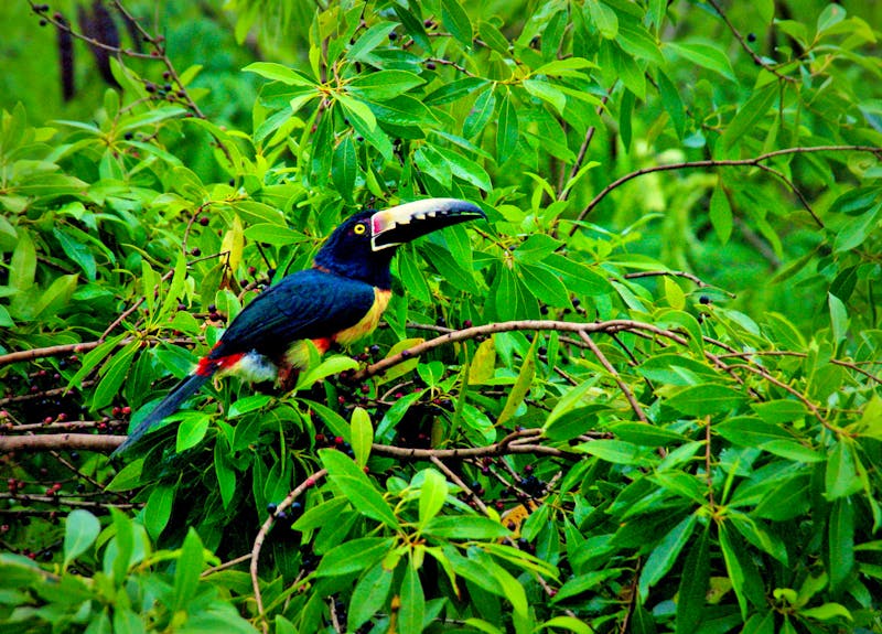 Tukan im Regenwald bei Tikal in Guatemala - ©Thomas - stock.adobe.com