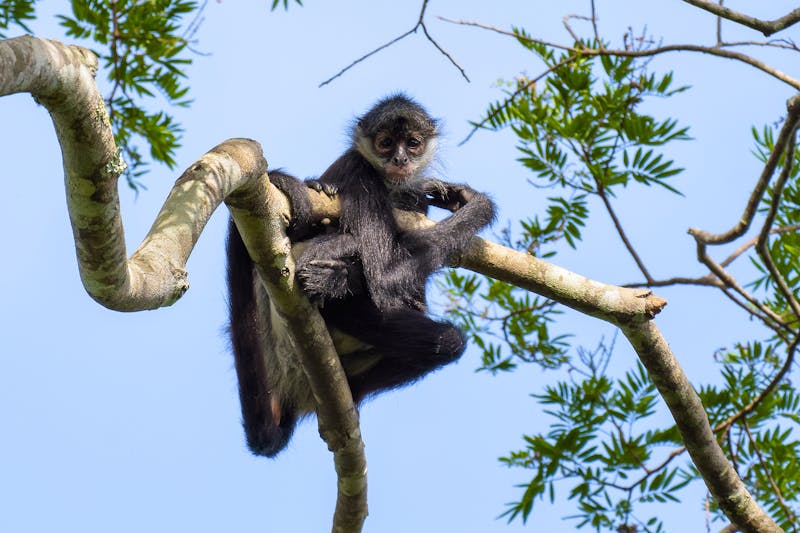 Affe im Regenwald bei Tikal in Guatemala - ©Thorsten Spoerlein - stock.adobe.com