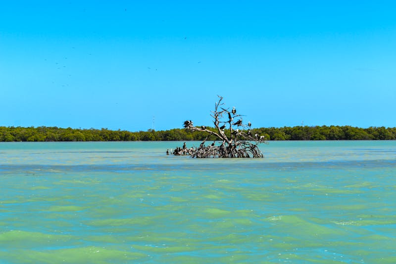 Bootsfahrt in der Lagune von Terminos bei Isla Aguada - ©David - stock.adobe.com