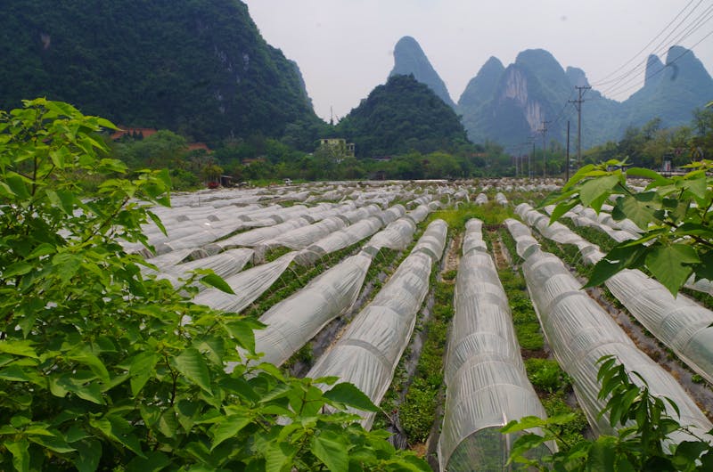 Yangshuo - Erdbeerfelder - ©Chris Hähnel (Eberhardt TRAVEL)