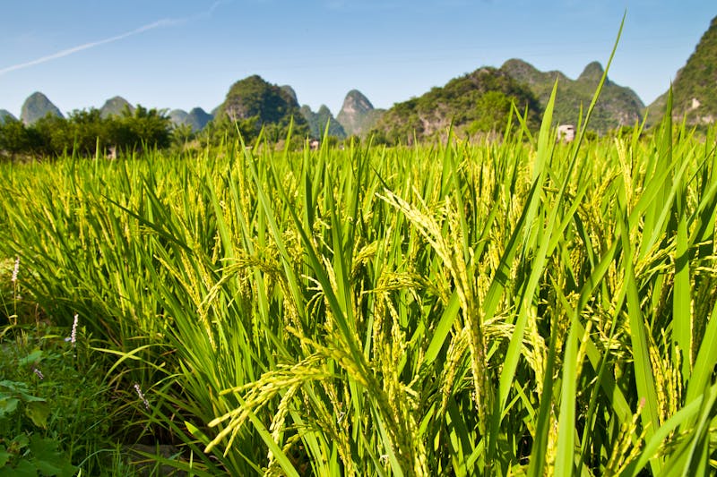 Yangshuo -Reisfelder - ©itay uri - stock.adobe.com