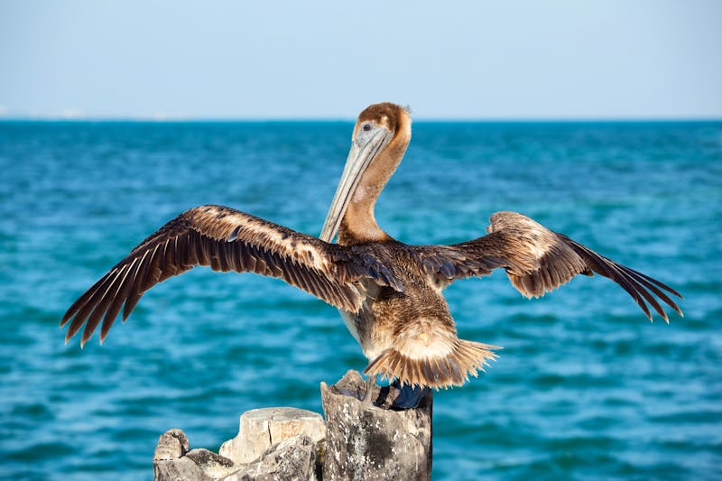 Pelikan bei Cancun in Mexiko - ©J A Nicoli - stock.adobe.com