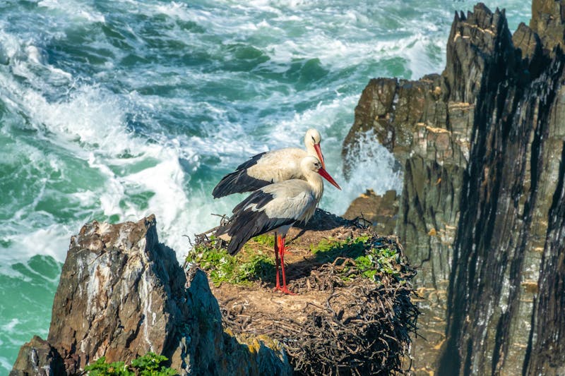 Storchennest an den Klippen beim Cabo Sardão bei Cavaleiro - ©Luis - stock.adobe.com
