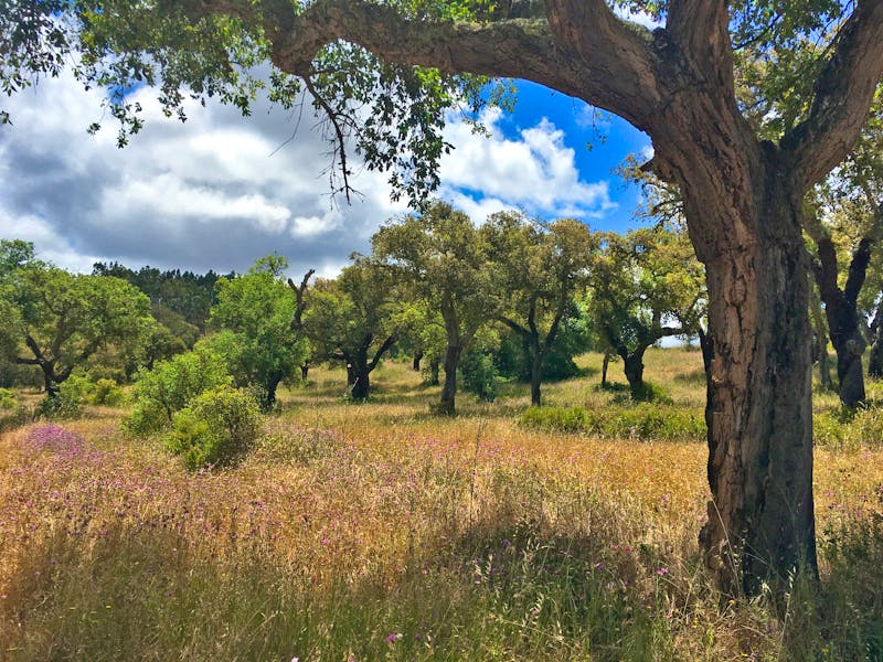 Korkeichen Wiese im Alentejo - ©Franziska Barthel - Eberhardt TRAVEL