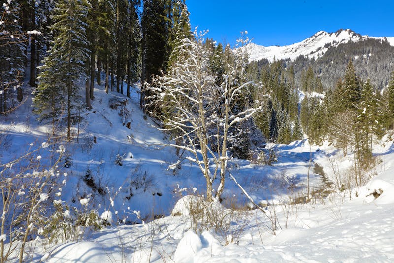 Bärguntbach im Kleinwalsertal - ©Ludwig - stock.adobe.com