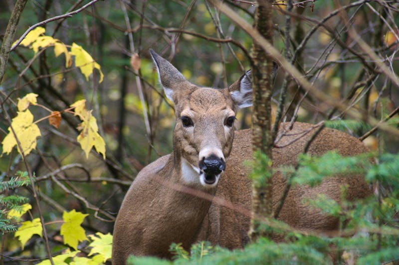 Reh in den Laurentiden - Provinz Quebec - &copy;Mallorys - stock.adobe.com