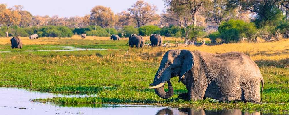 Botswana. Okavango Delta – © Inger Hogstrom/Danita Delimont - stock.adobe.com