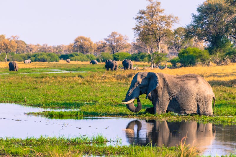Botswana. Okavango Delta - ©Inger Hogstrom/Danita Delimont - stock.adobe.com