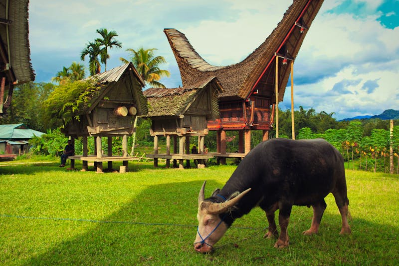 Dorf Buntu Pune im Toraja-Hochland auf Sulawesi - Büffel weidet vor den traditionellen Häusern - ©dmitrieval - stock.adobe.com