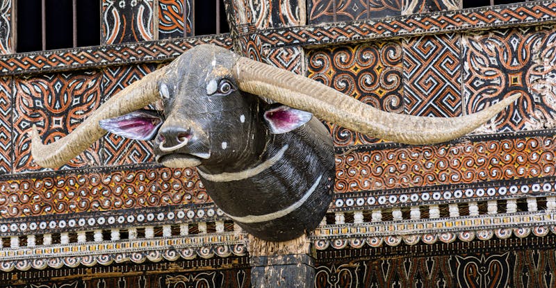 Büffel-Motiv an einem traditionellen Haus im Toraja-Hochland auf Sulawesi  - ©mindstorm - stock.adobe.com