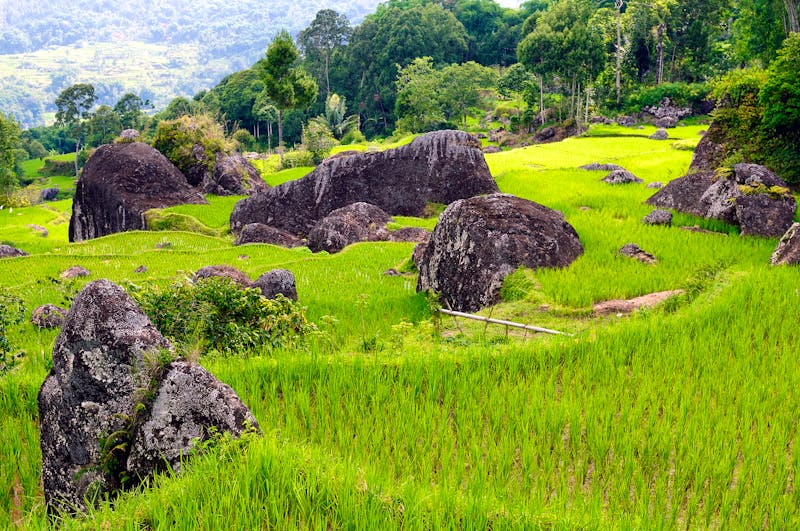 Toraja-Hochland auf Sulawesi - grüne Reis-Terrassen - ©Rafal Cichawa - stock.adobe.com