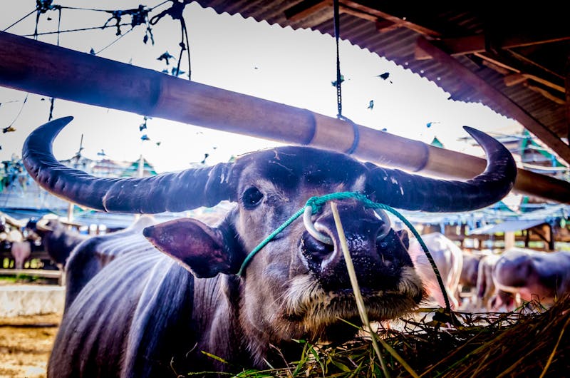 Rantepao im Toraja-Hochland auf Sulawesi - auf einem Büffel-Markt - ©Mati Olivieri Stock - stock.adobe.com