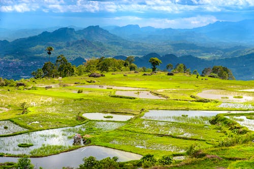 Toraja-Hochland auf Sulawesi - grüne Reis-Terrassen &ndash; &copy; Elena Odareeva - stock.adobe.com
