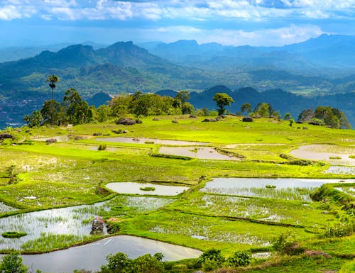 Toraja-Hochland auf Sulawesi - grüne Reis-Terrassen – © Elena Odareeva - stock.adobe.com