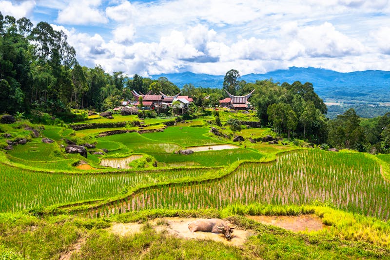 Toraja-Hochland auf Sulawesi - grüne Reis-Terrassen - ©jon_chica - stock.adobe.com