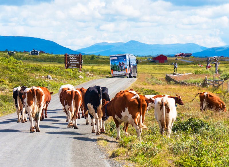 Kühe auf dem Milchweg (Mjølkevegen) bei unserer Radtour - ©Anna Stiebing - Eberhardt TRAVEL