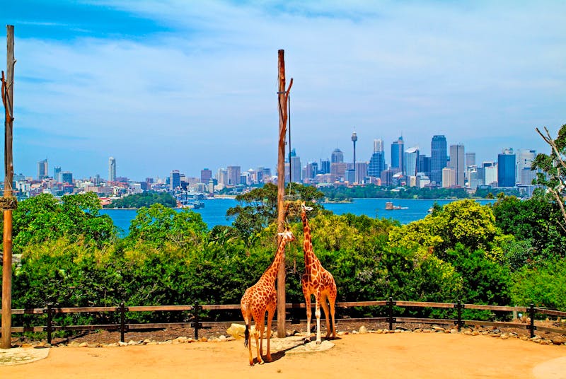 Taronga Zoo mit Blick auf die Skyline von Sydney  - ©fotofritz16 - stock.adobe.com