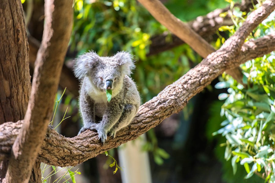 Koala im Taronga Zoo in Sydney  – © ThengSin - stock.adobe.com