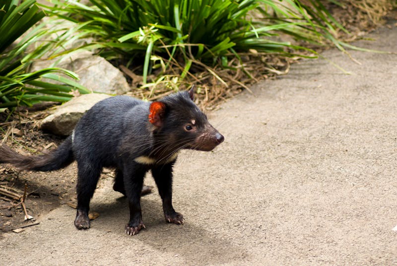 Tasmanischer Teufel im Taronga Zoo - ©jimbola - stock.adobe.com