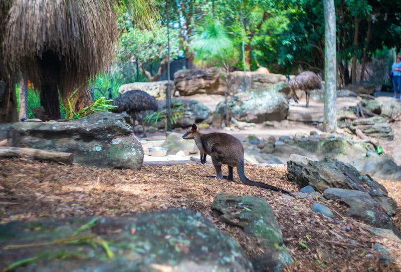 Taronga Zoo in Sydney  - ©Hello UG - stock.adobe.com