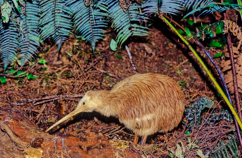 Kiwi, der flugunfähige Nationalvogel von Neuseeland - ©miropa20 - stock.adobe.com
