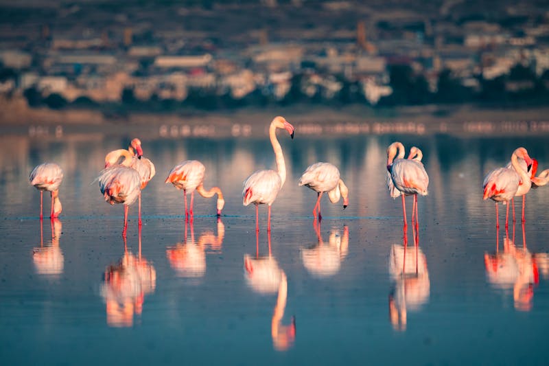 Pink Flamingo im Salzsee bei Larnaca - Zypern - ©Evgeni - stock.adobe.com