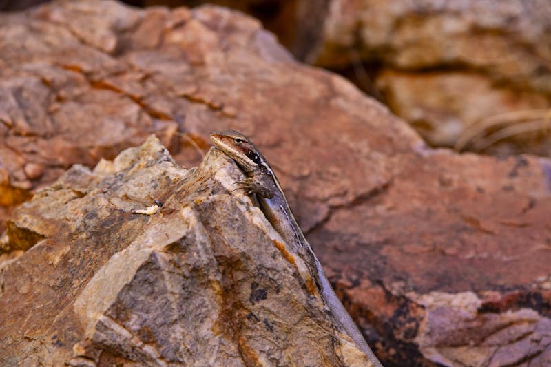Standley Chasm - Alice Springs, Australien - ©Vivien Fiedler - Eberhardt TRAVEL
