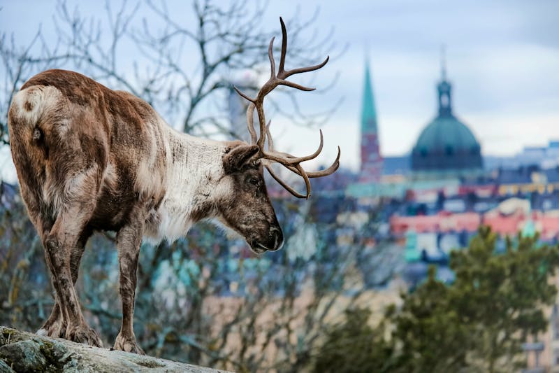 Rentier im Skansen, im Hintergrund Stockholm - ©Anna - stock.adobe.com