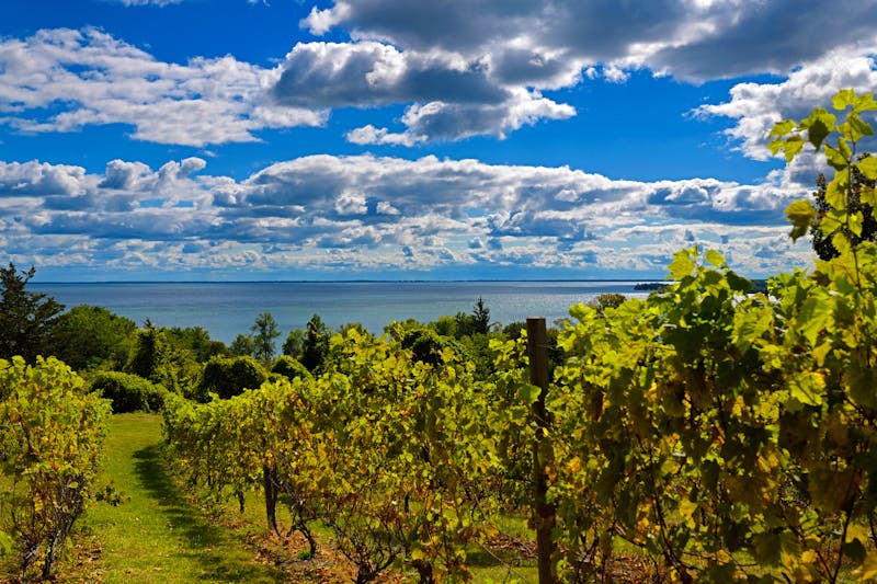 Weinanbau am Ontariosee in Prince Edward County - ©Reimar Gaertner - stock.adobe.com